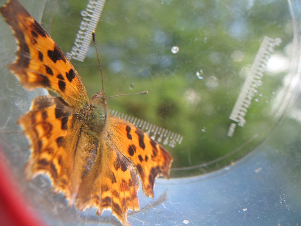 Robert le diable 002